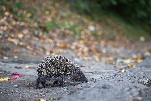 滑冰虽起步 滑冰虽起步